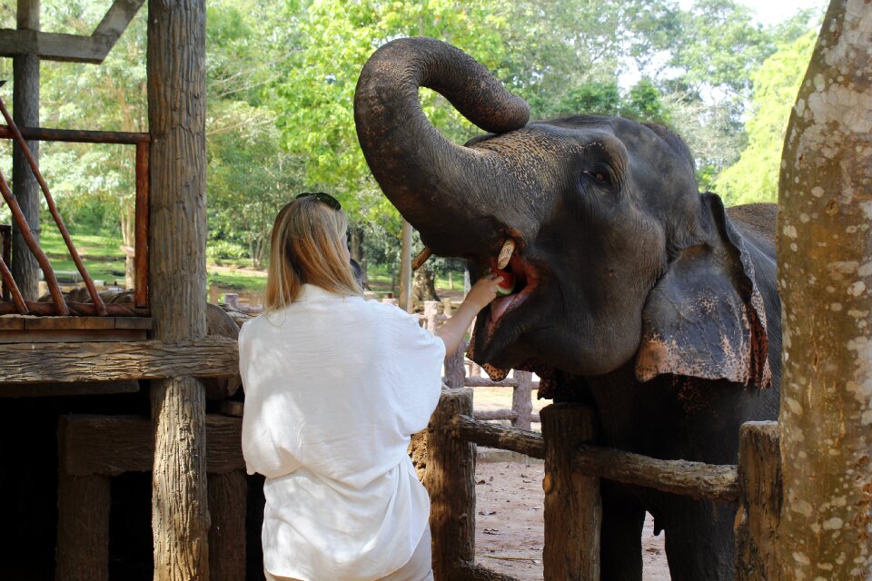 Animal tourism wild