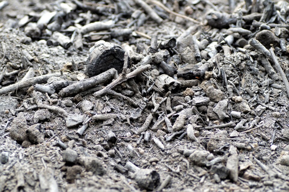 Charred the remnants of the tinder