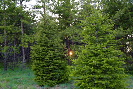 Nature pine forest