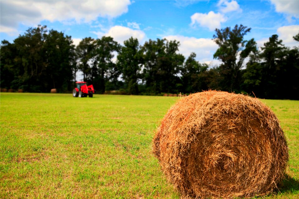 Nature summer hay