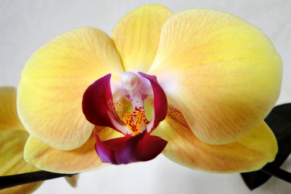 No person petal color