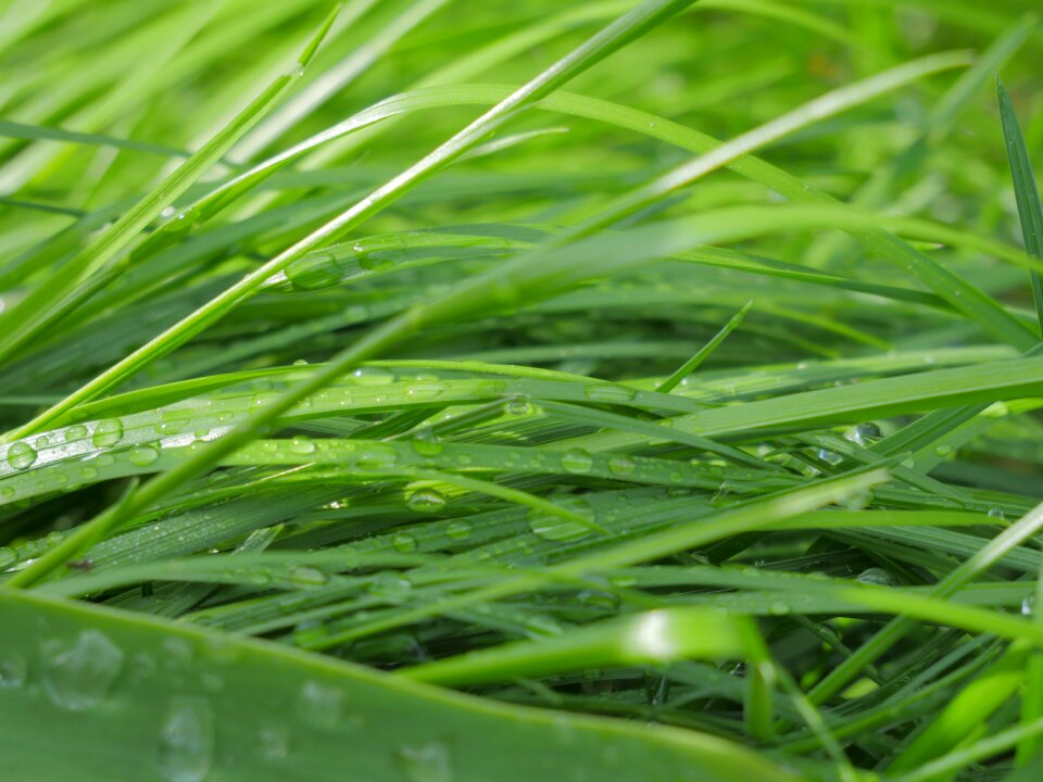 Shoots lawn plant