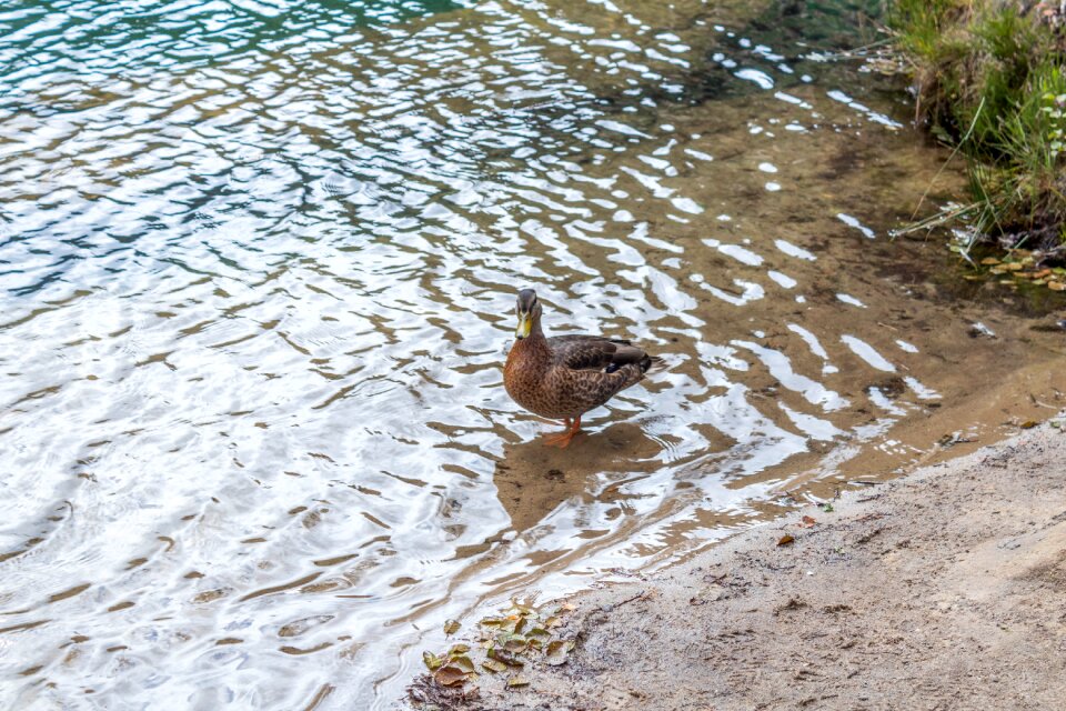 Summer wave duck