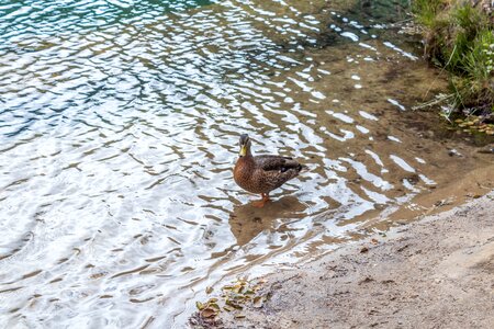 Summer wave duck