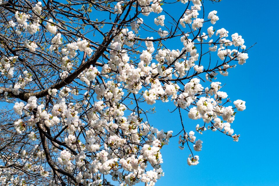 Tree flower season