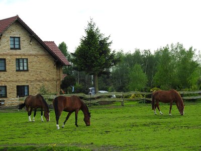 Mammals the horse animals