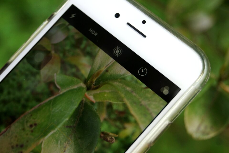 Nature leaf photograph