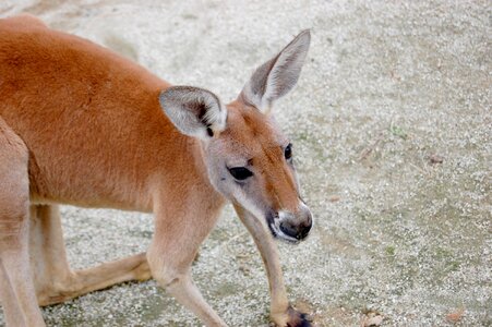 Breeding animals cute kangaroo