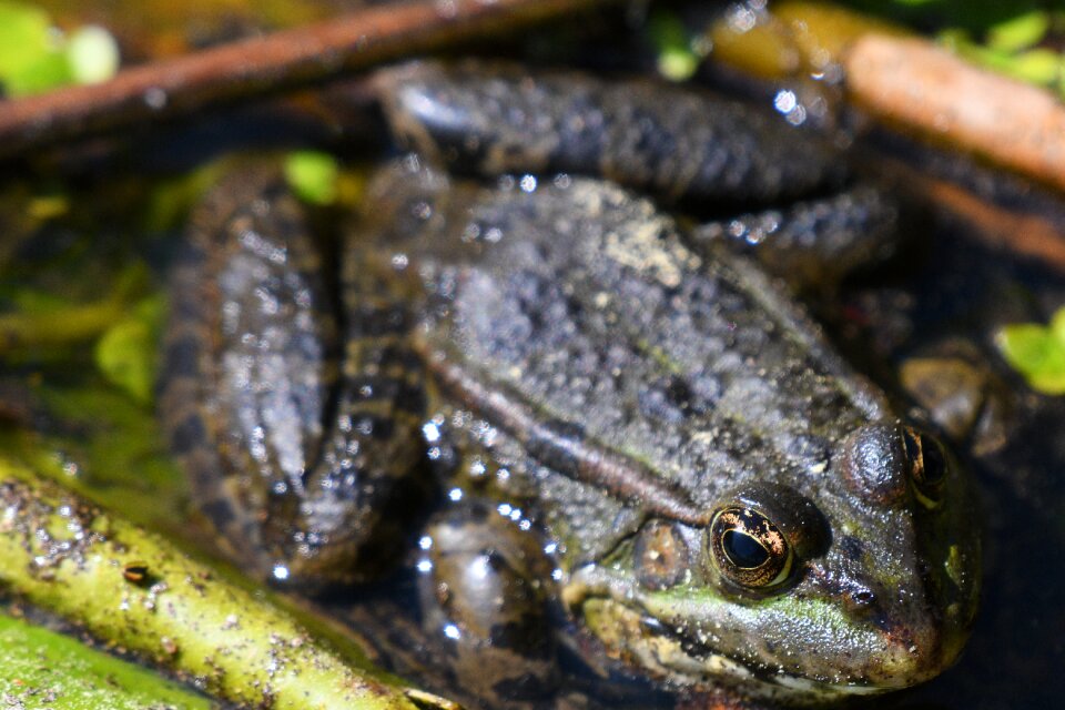 Frog animal world reptile