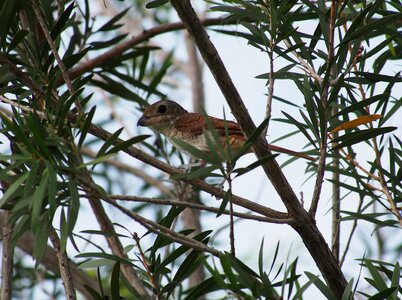 Bird animal outdoors
