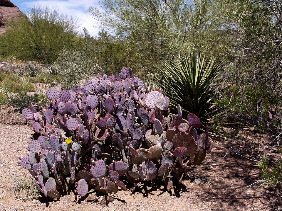 Rock cactus hot