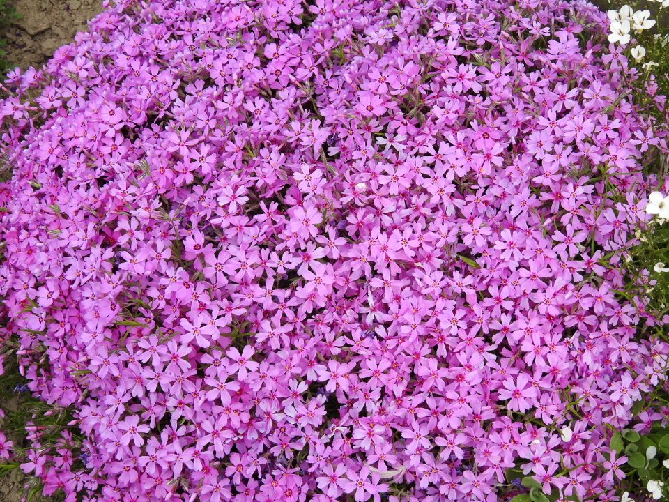 Garden floral rockery