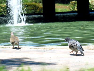 Try nature birds photo