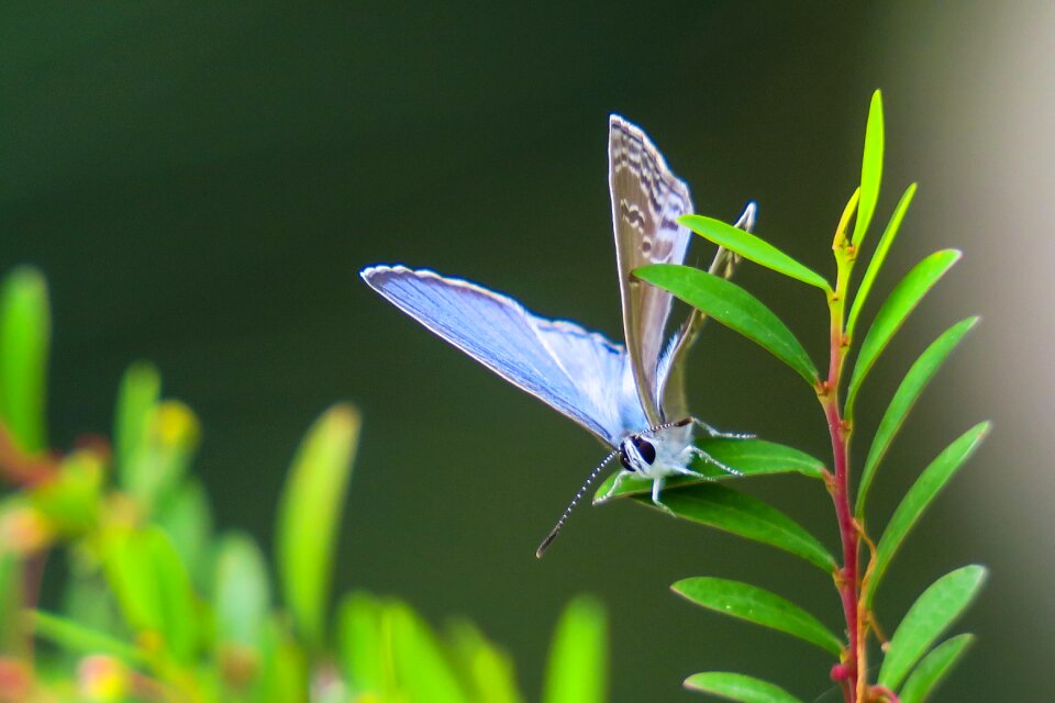 Outdoor summer curved lines purple gray butterfly