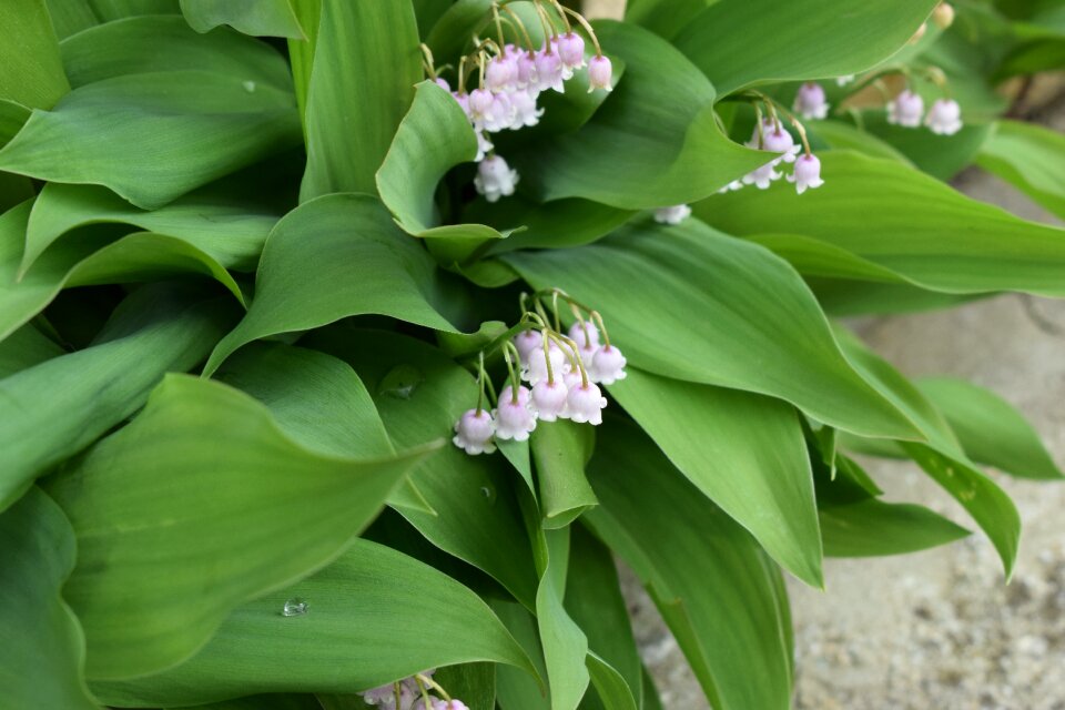 Plant no person thrush