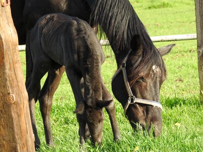 Lawn nature mare
