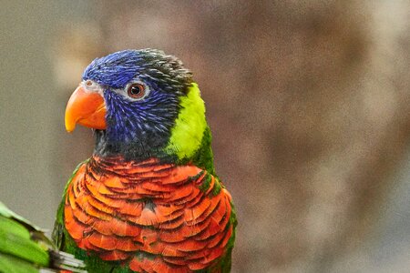Lori bird animal world