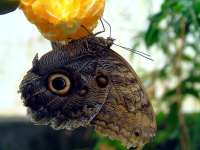 Wing insect butterfly photo