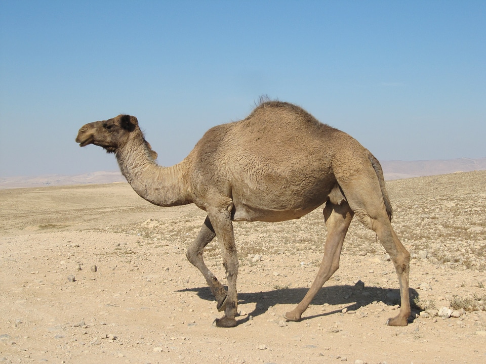 Dromedary animals nature