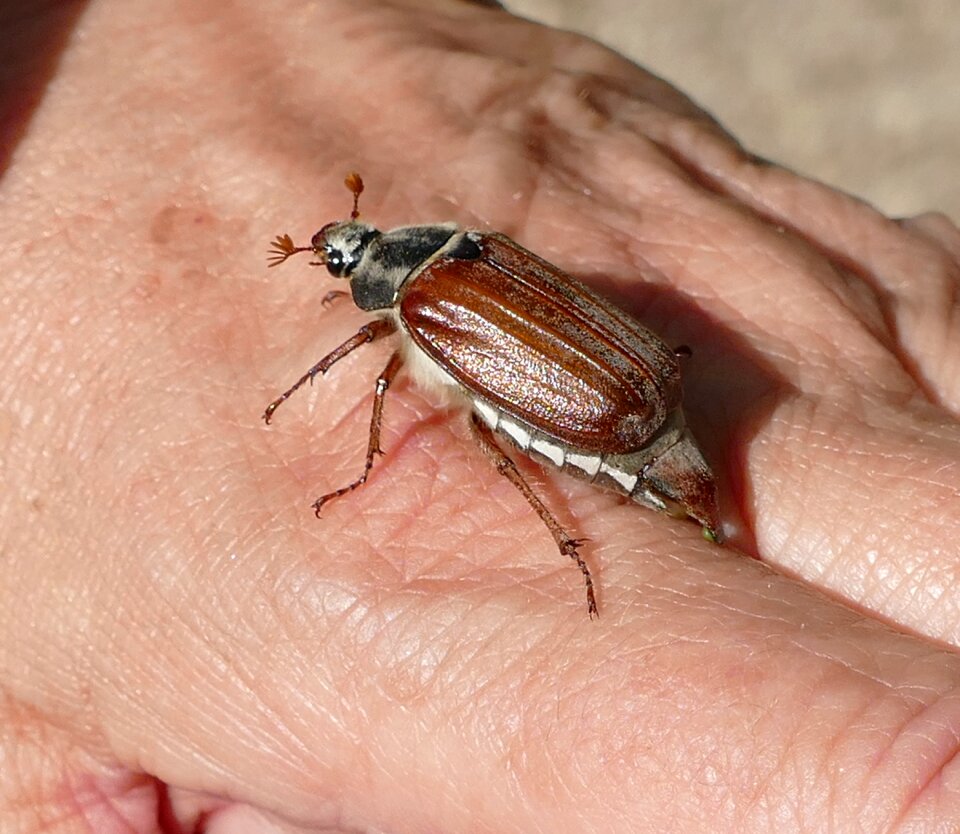 Insect beetle nature