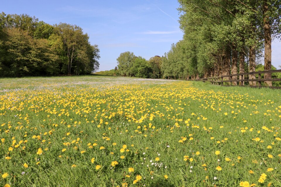 Summer field meadow