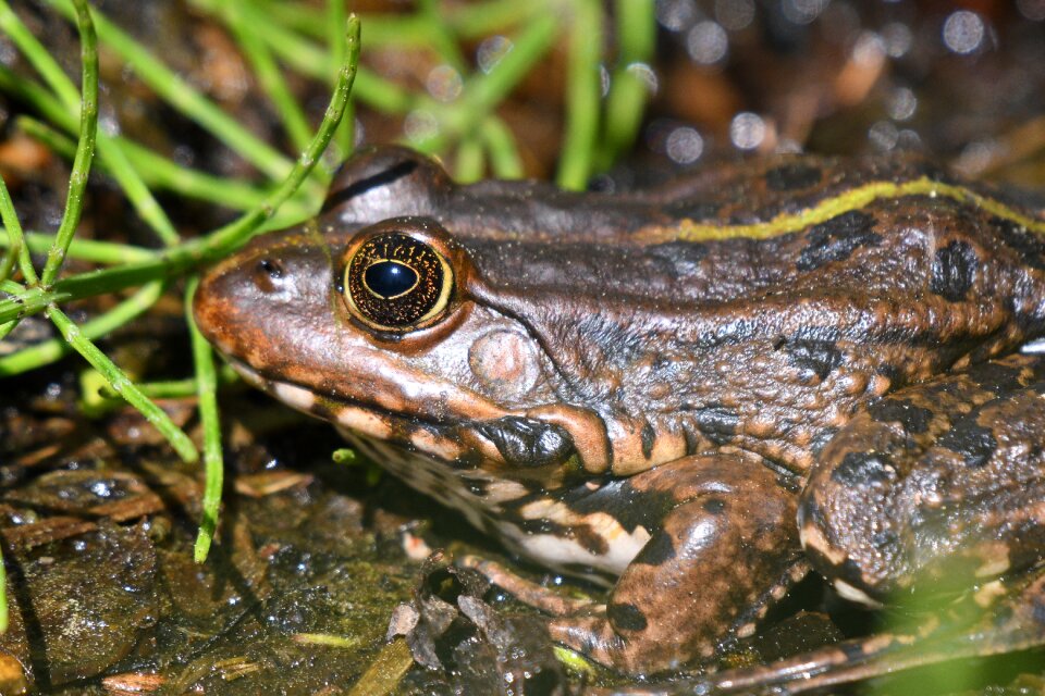 Frog animal world reptile
