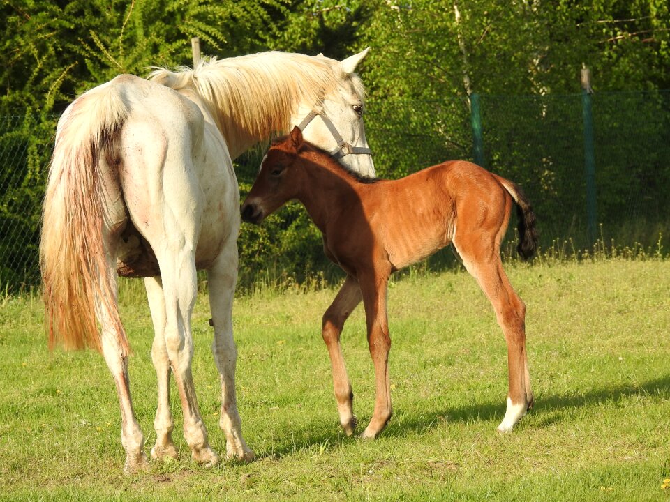 The horse nature animal