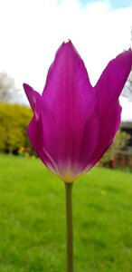 Flora tulip purple tulip photo