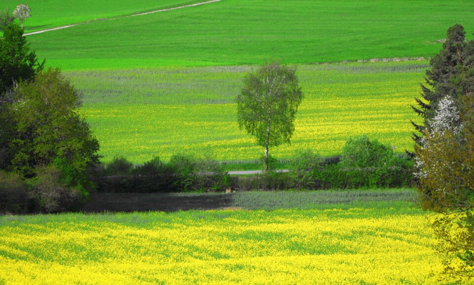 Lane tree arable photo