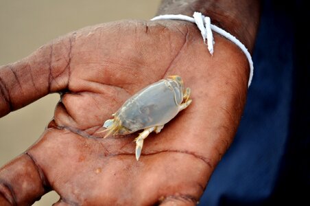 The hand sri lanka Free photos