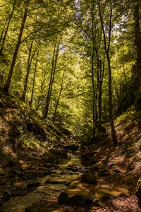 Landscape leaf energy healing