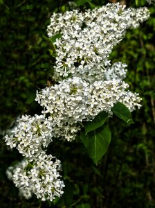 White flowers white lilac lilac bush photo