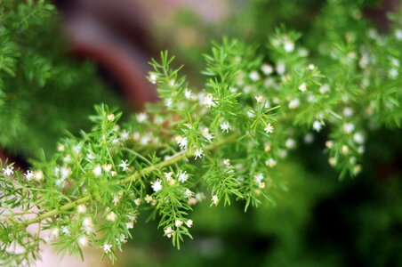 Freshness grass environment photo