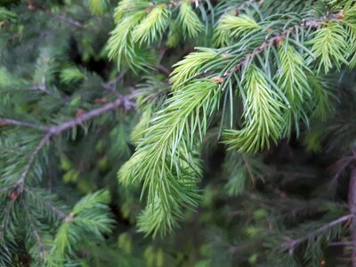 Pine branch evergreen photo