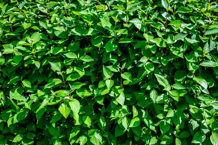 Plant nature at the court of