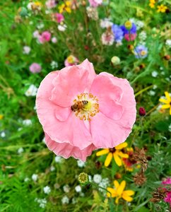 Summer floral bee photo