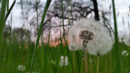 Grass flower hayfield photo