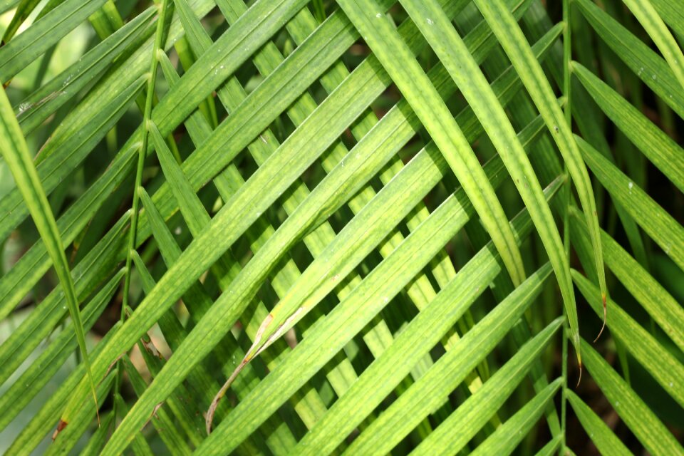 Green texture green leaf