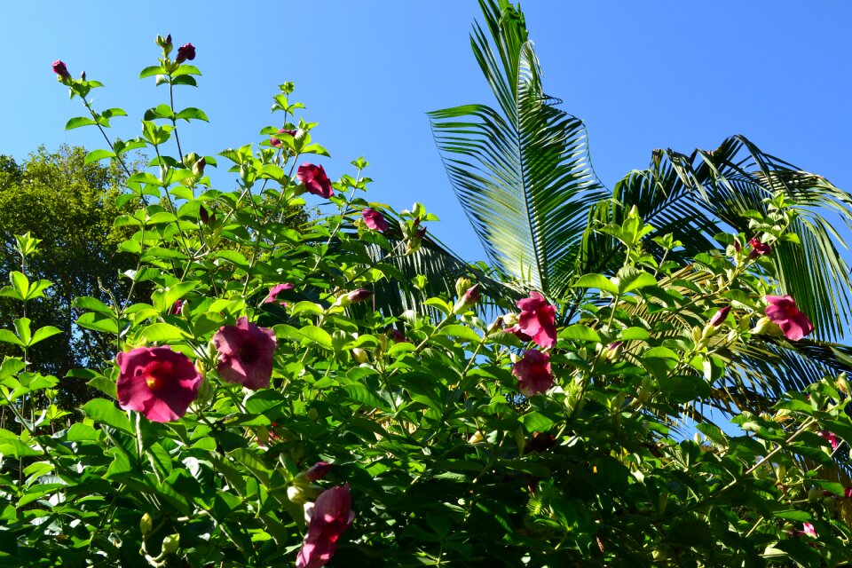 Flower tree atlantic forest