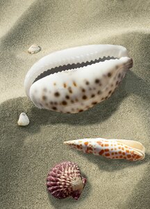 Sea beach shellfish photo