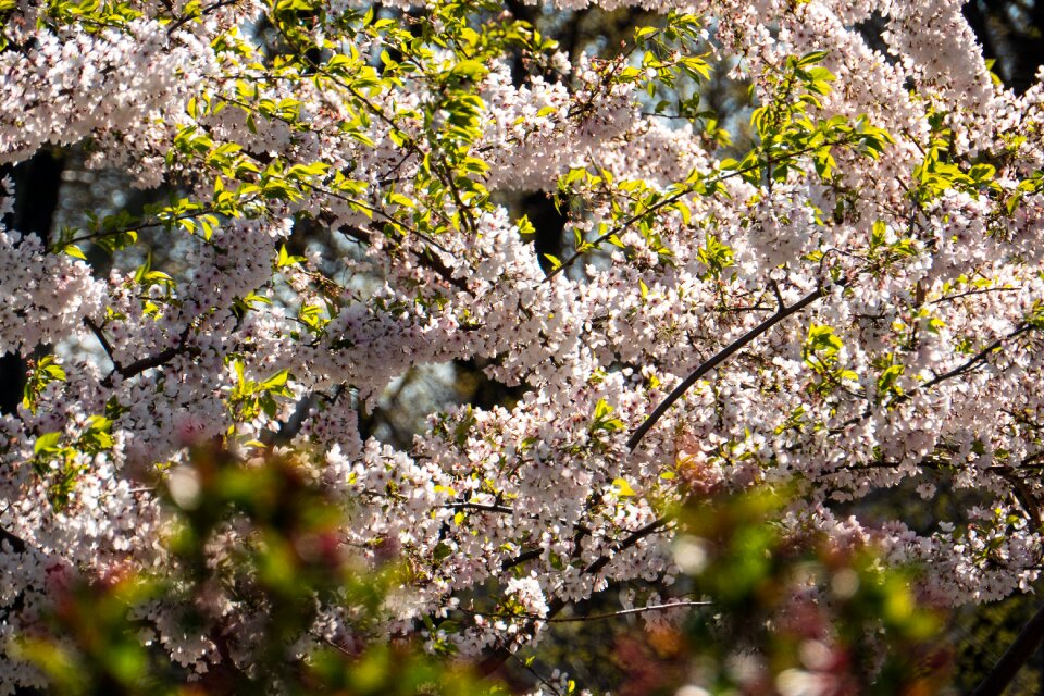 Tree flora season