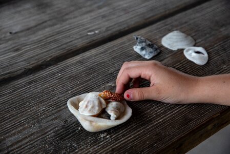 Hand closeup sea shells