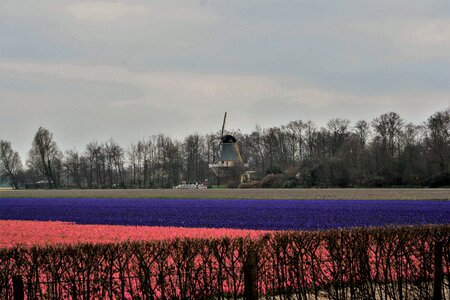Tulips the netherlands panoramic