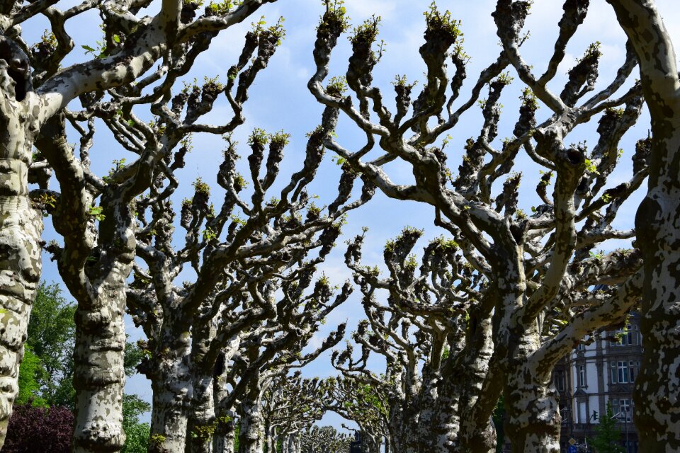 Branches crown avenue