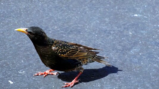 Animal black bird photo