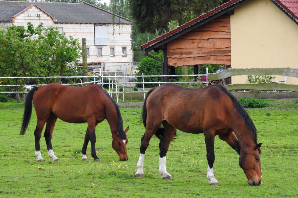 Catwalk the horse horses