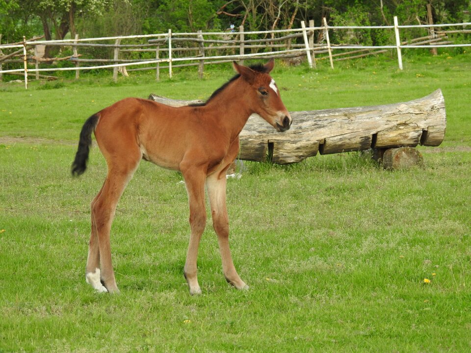 Pasture land offspring the horse