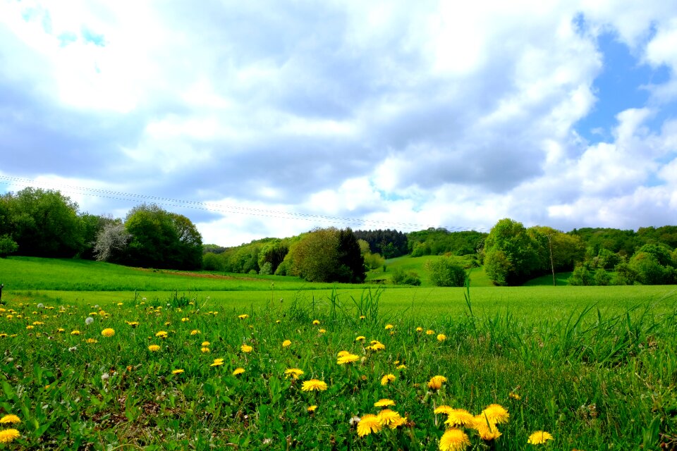 Meadow nature summer