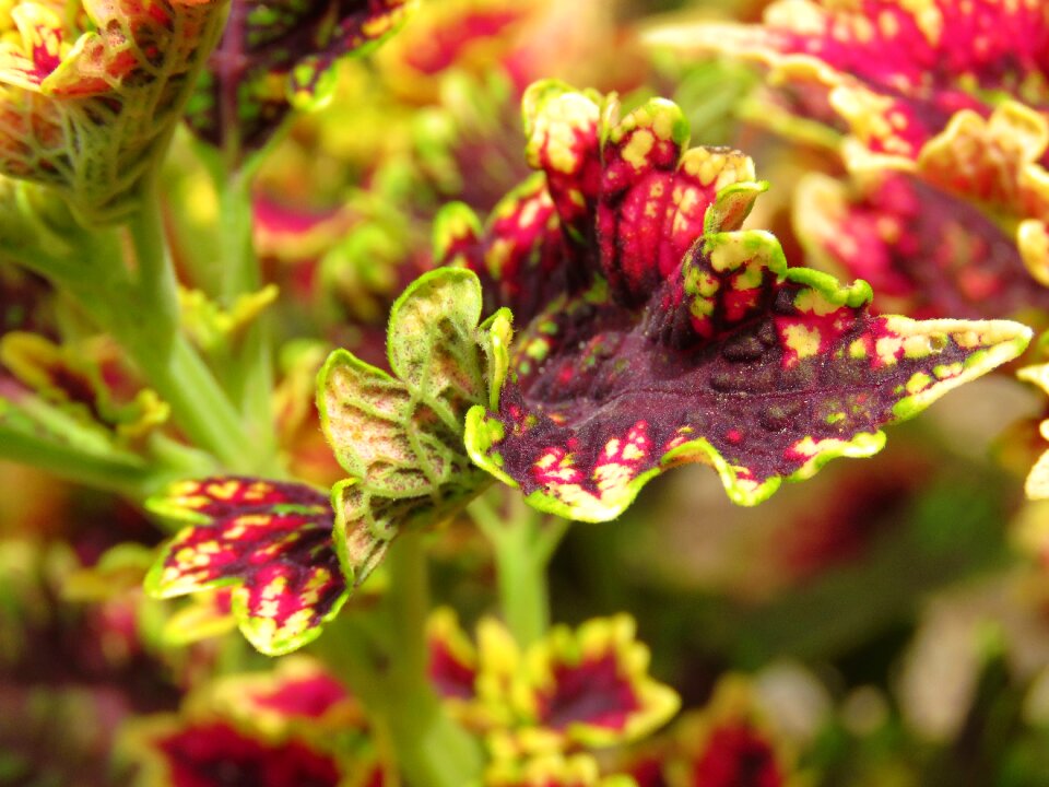 Leaf plant closeup