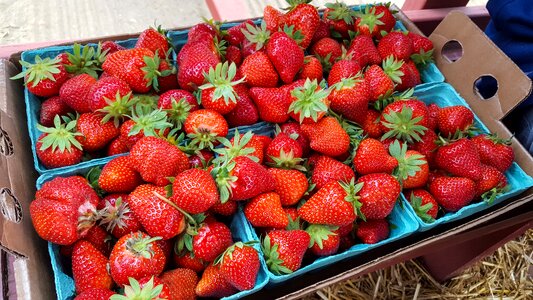 Healthy market berry photo